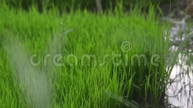 背景：幼嫩多汁的绿芽，覆盖着水稻的网，生长着美丽的健康田野，清新的绿色。